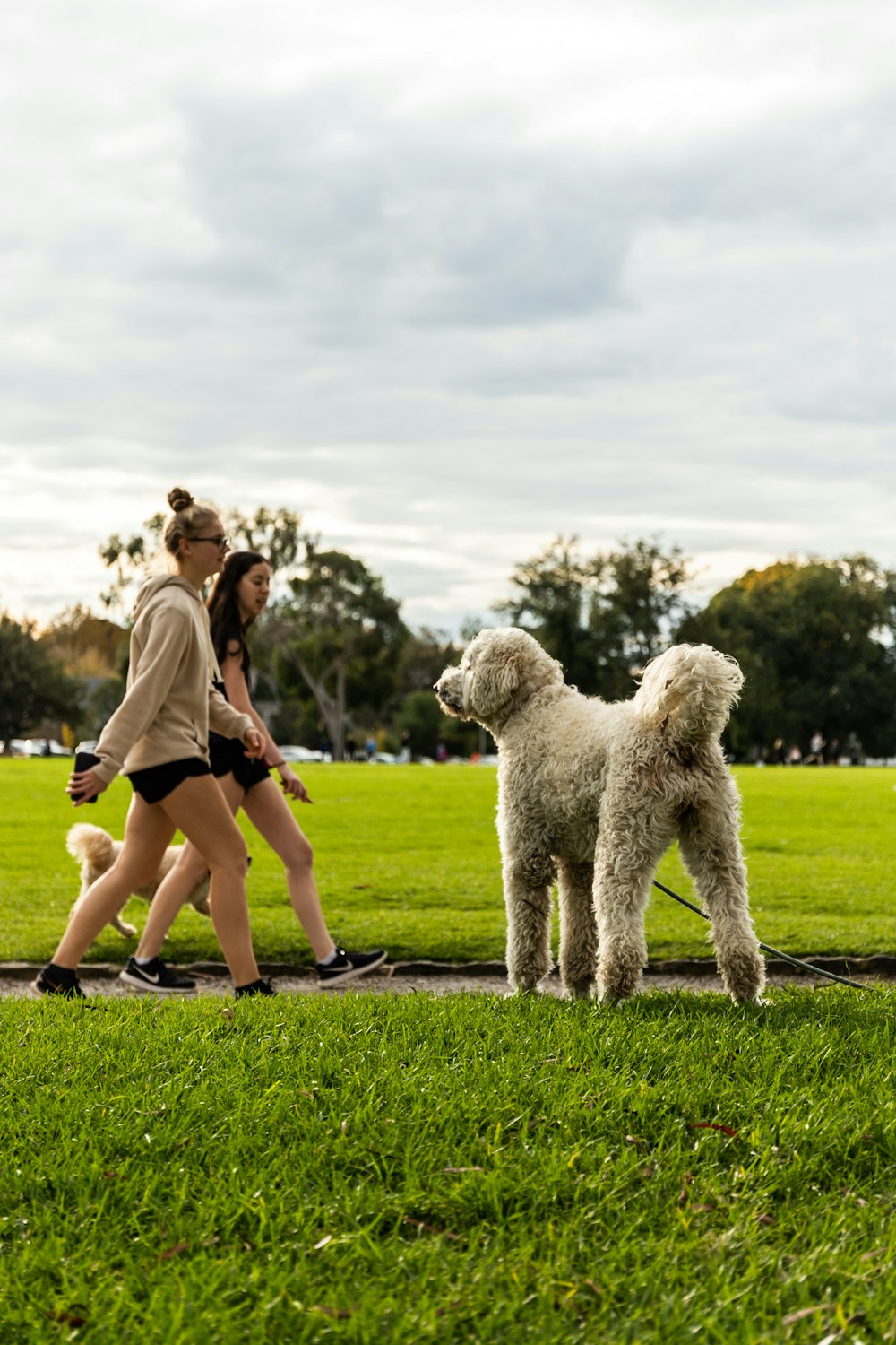 woman in white tank top and black shorts standing beside white poodle on green grass field