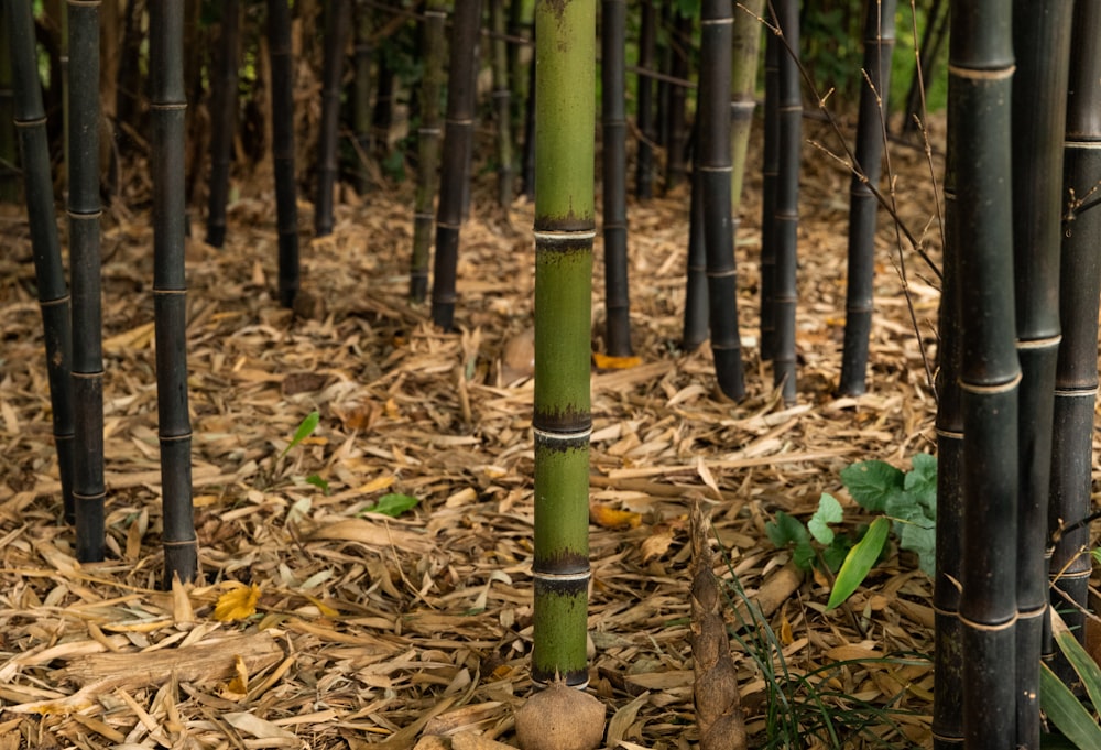 green bamboo stick on brown dried leaves