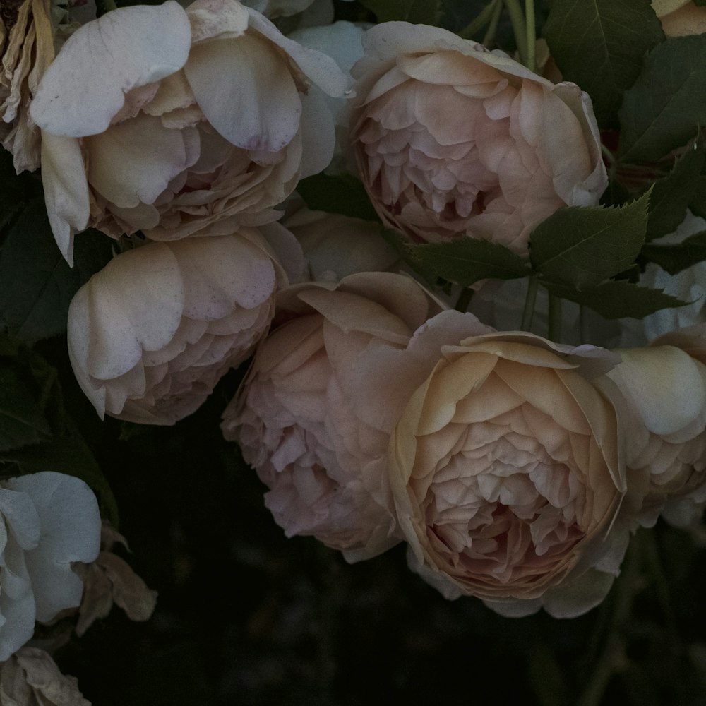 pink roses in close up photography