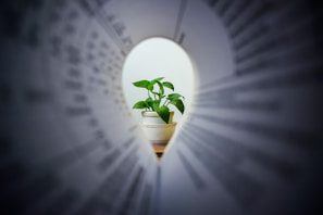 green plant in white ceramic pot