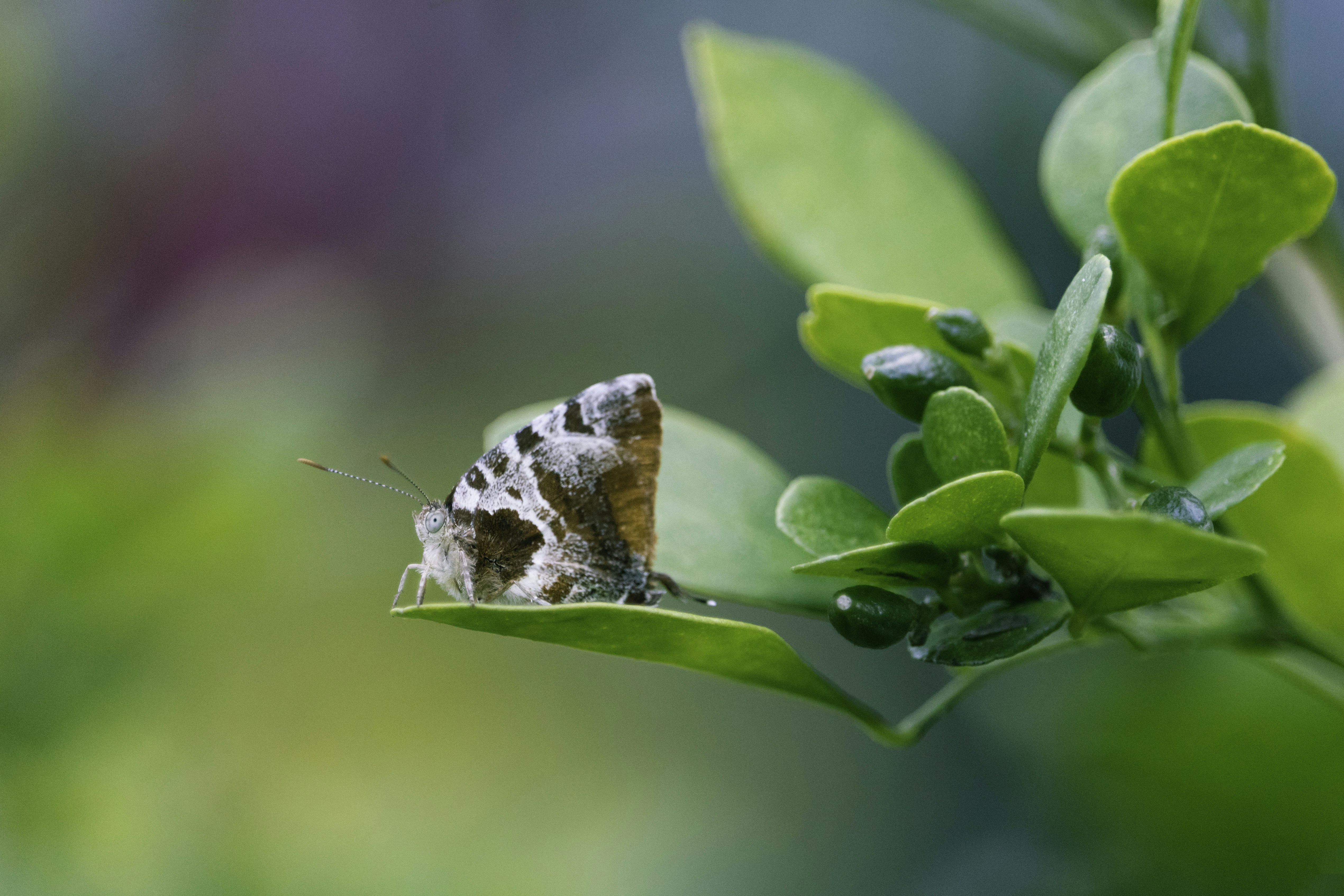 Définition de jasmin Dictionnaire français