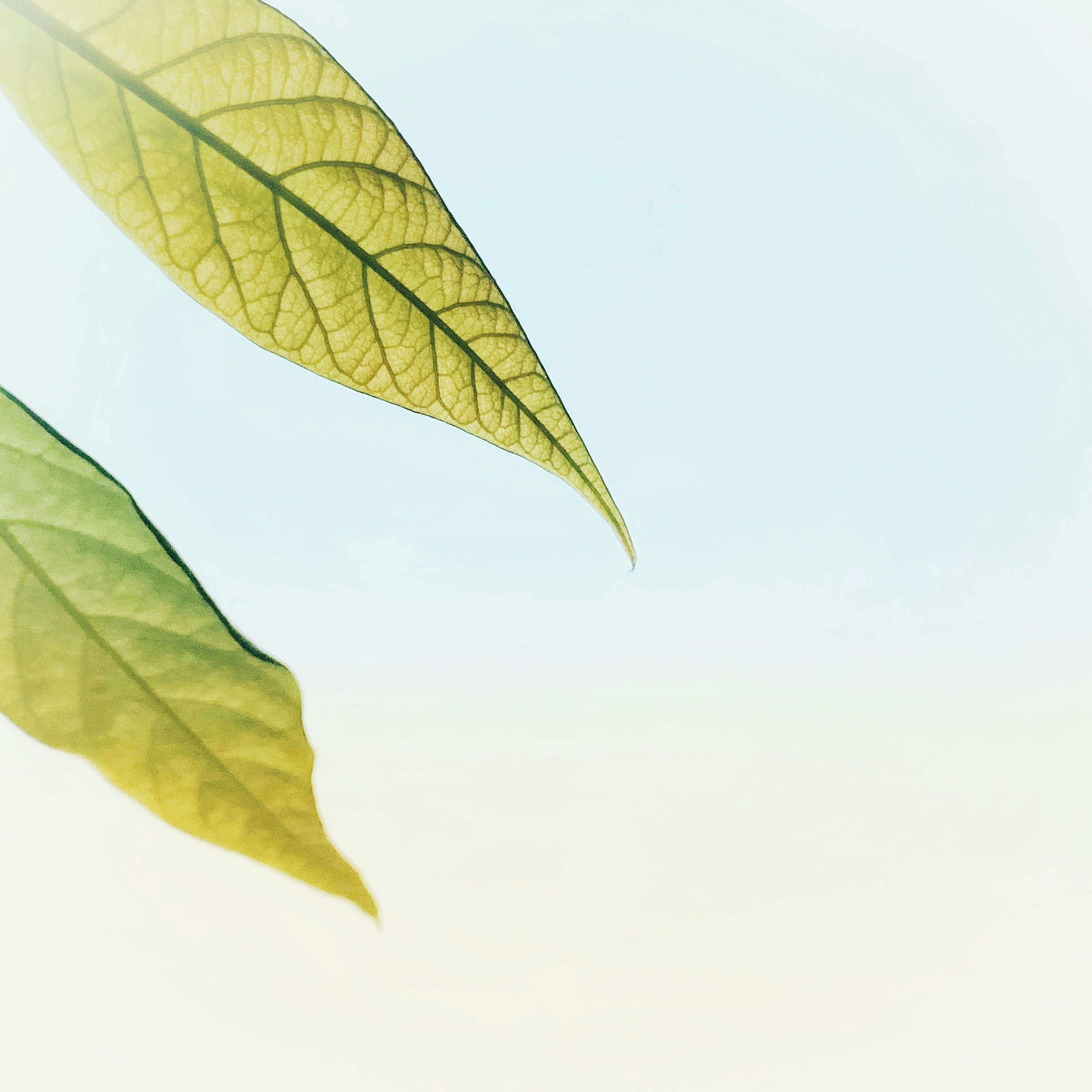 green leaf under white sky
