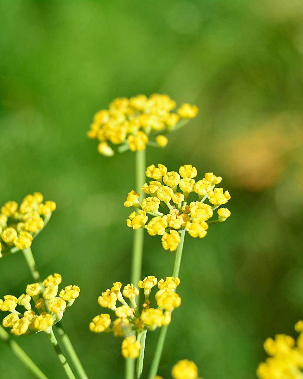 yellow flowers in tilt shift lens