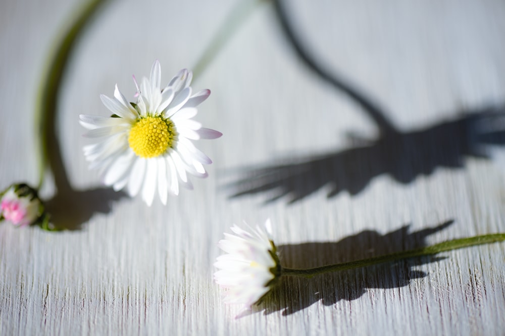 flor blanca y amarilla sobre superficie de madera marrón