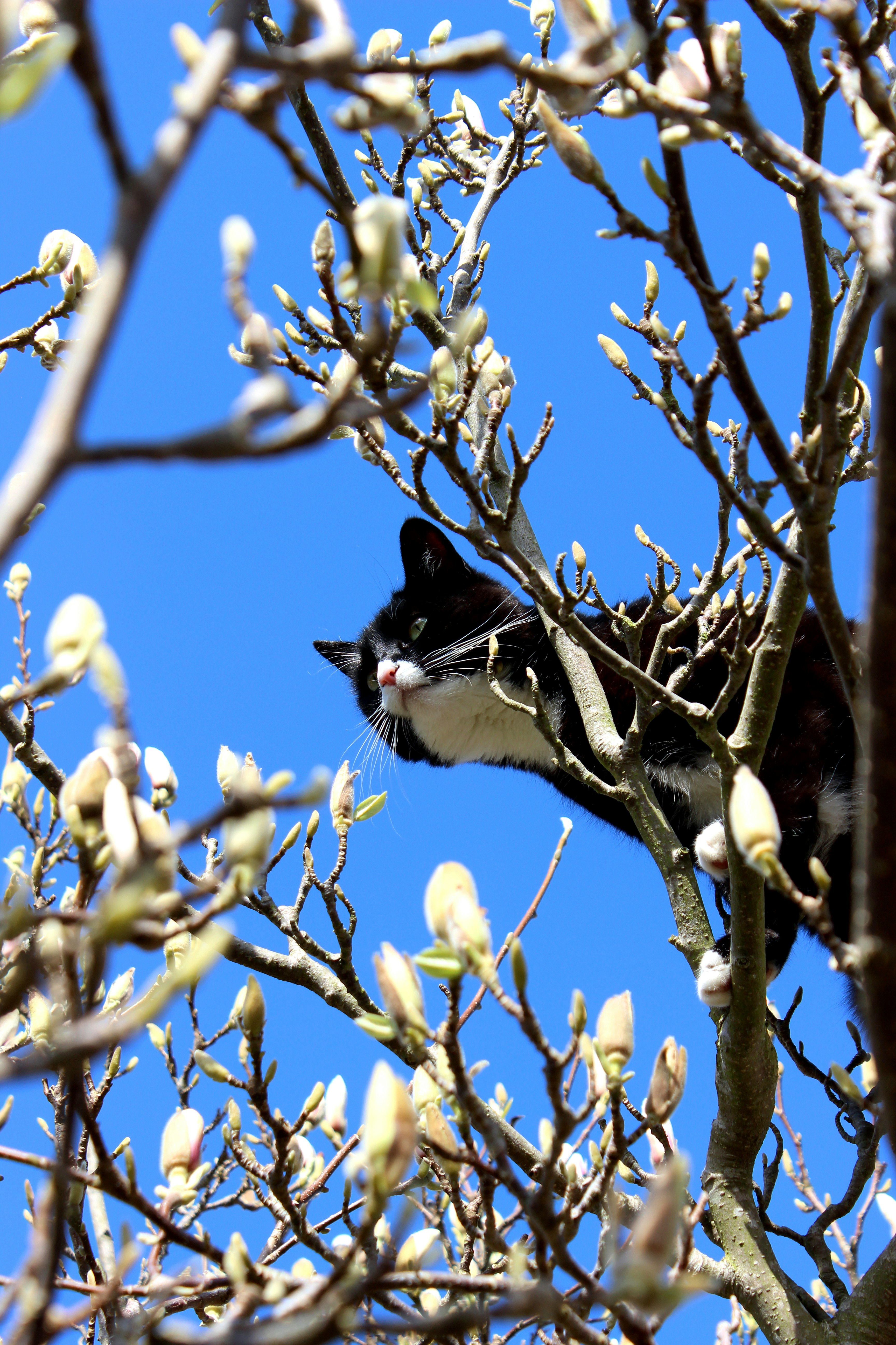 black and white cat on brown tree branch during daytime