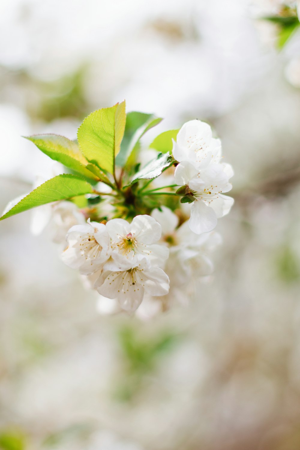 Flor de cerezo blanco en fotografía de primer plano