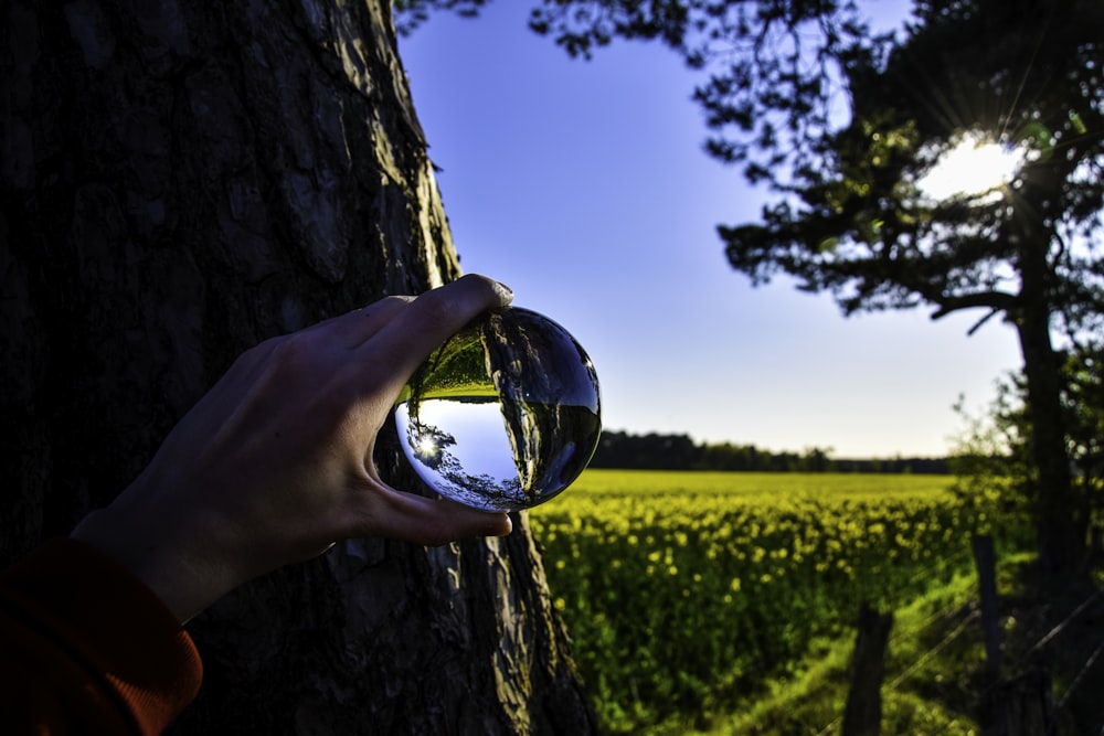 person holding clear glass ball