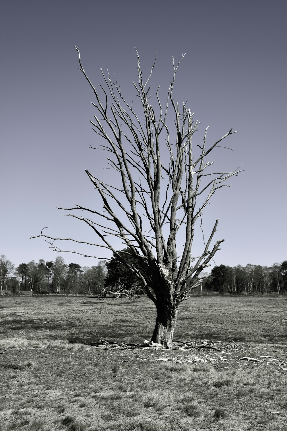 a bare tree in a field with no leaves