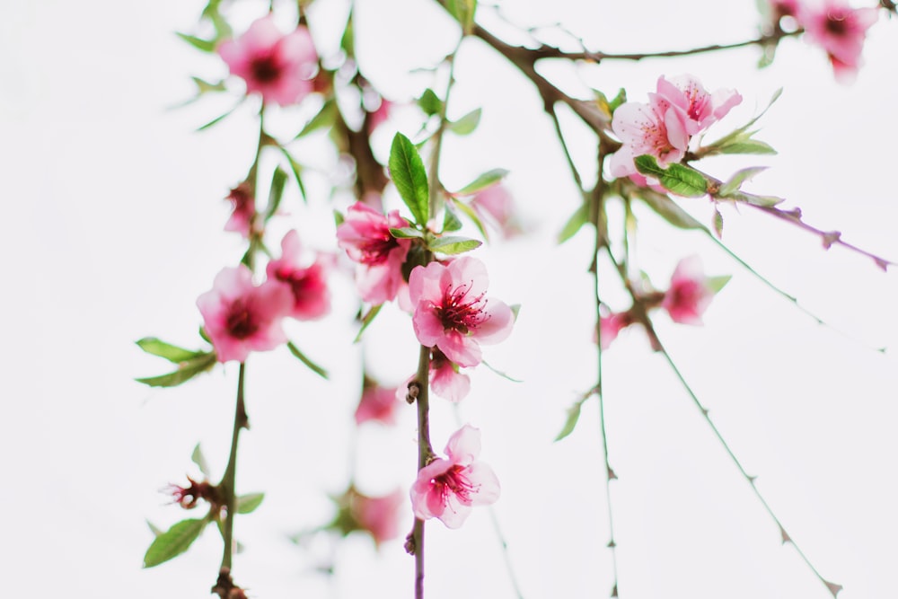 pink flowers in tilt shift lens