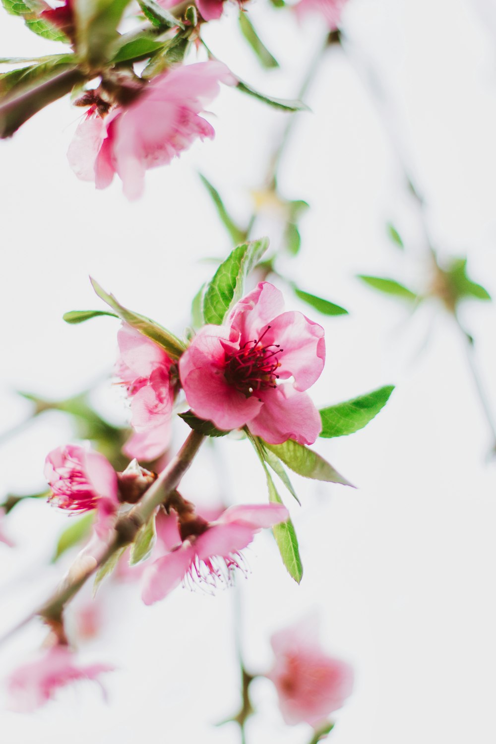 pink flowers in tilt shift lens