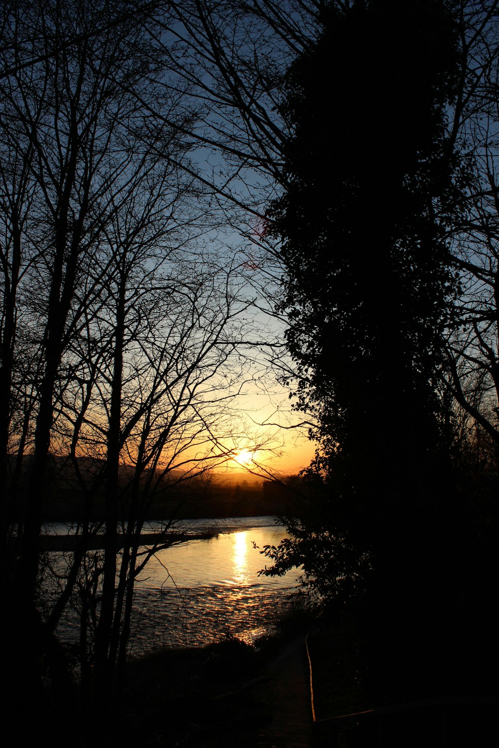 bare trees near body of water during sunset