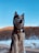 A Husky dog sits attentively outdoors with a backdrop of a clear blue sky and snow-covered landscape. The dog's fur is a mix of black, white, and gray, and it wears a collar with a tag.