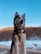 A Husky dog sits attentively outdoors with a backdrop of a clear blue sky and snow-covered landscape. The dog's fur is a mix of black, white, and gray, and it wears a collar with a tag.