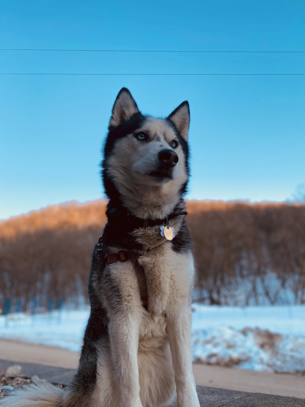 white and black siberian husky on snow covered ground during daytime