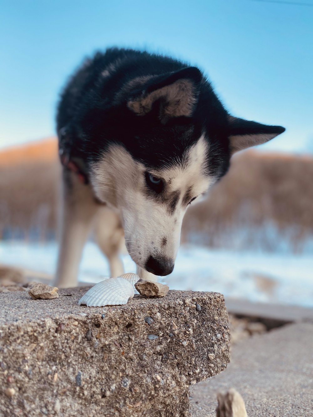 black and white siberian husky on brown rock during daytime