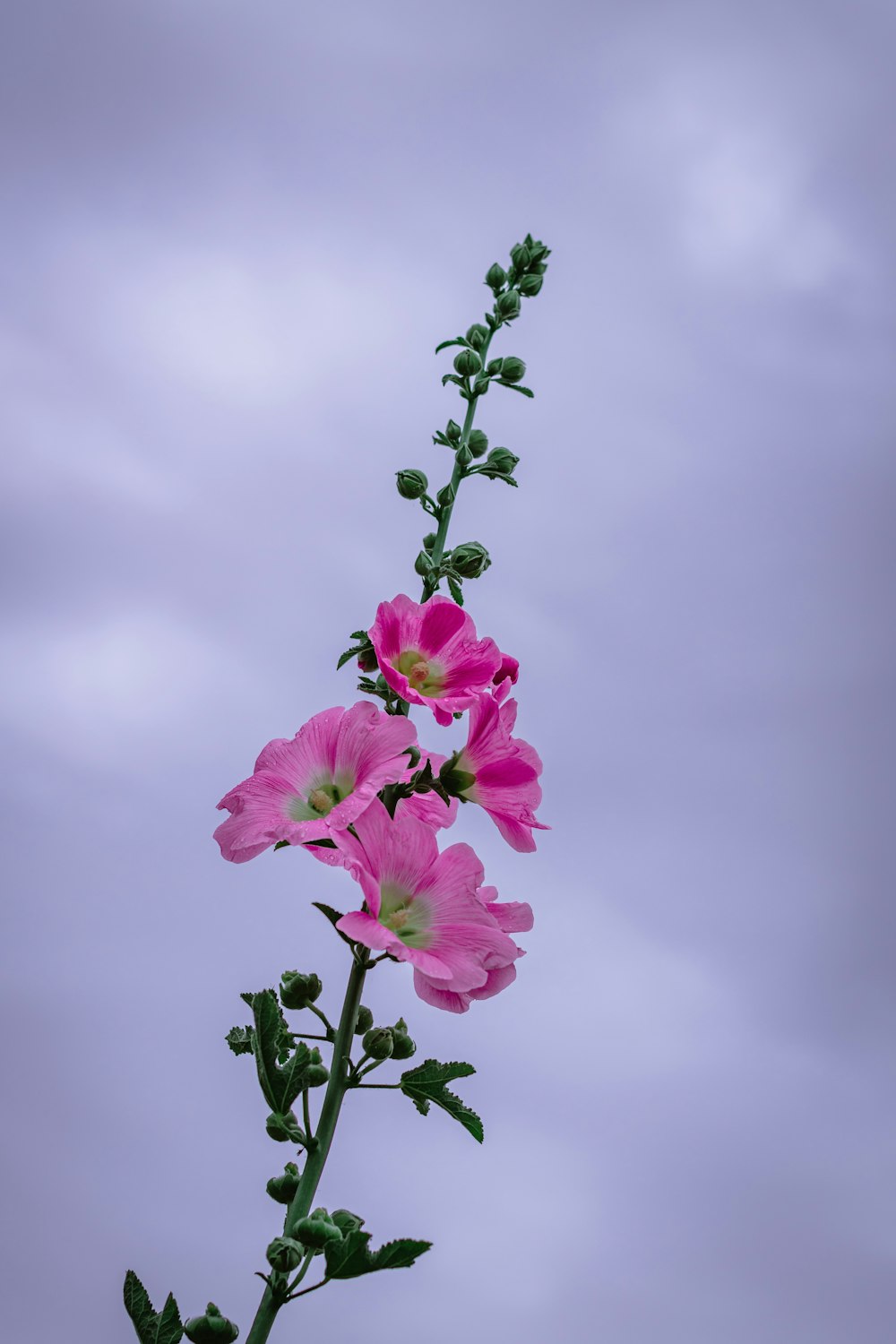 昼間の曇り空にピンクの花