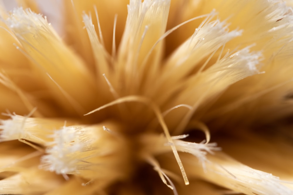 Flor marrón y blanca en fotografía con lente macro