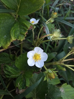 A close-up view of a strawberry plant with large green leaves and a small white flower with a bright yellow center. The plant is growing among other greenery, with a few budding strawberries visible.