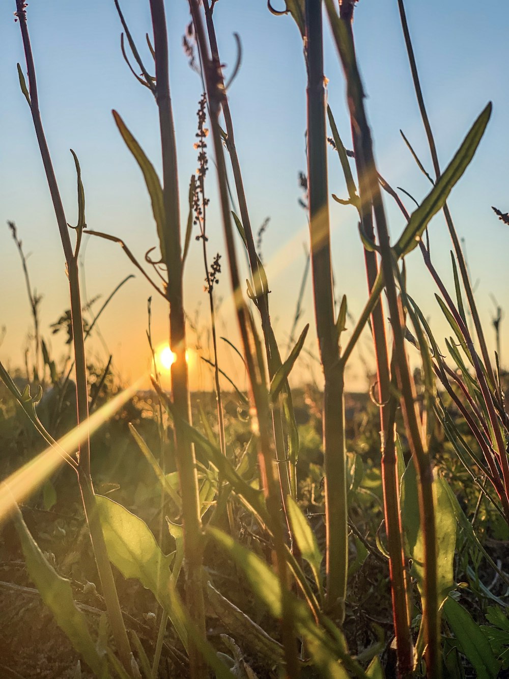 Grünes Gras während der goldenen Stunde