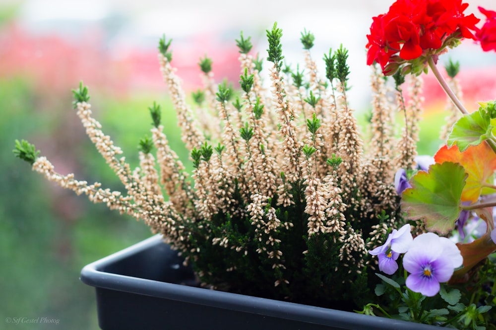 red and white flowers in gray plastic container