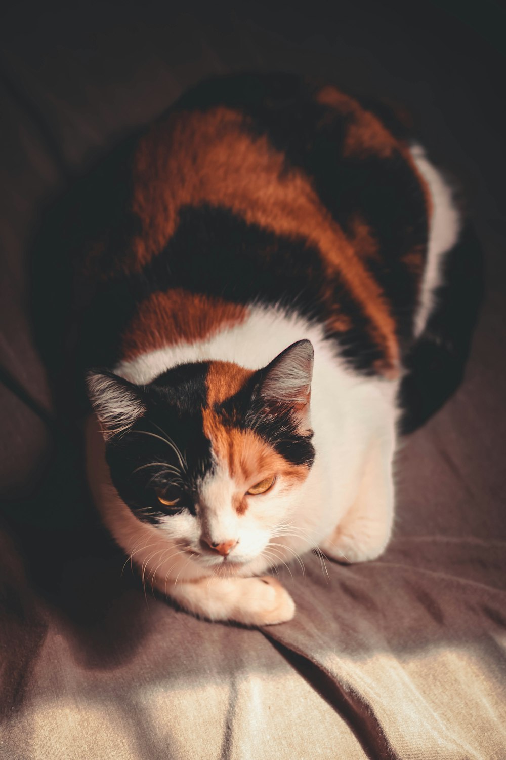 brown and white cat lying on brown textile