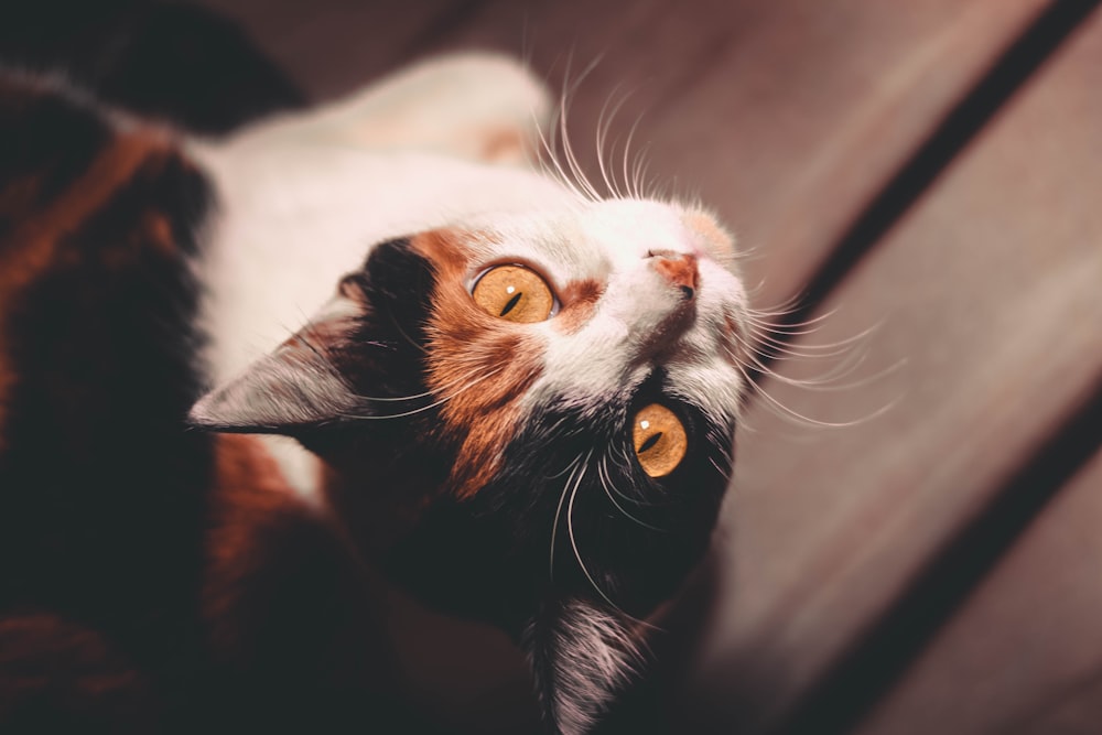 black and white cat in close up photography