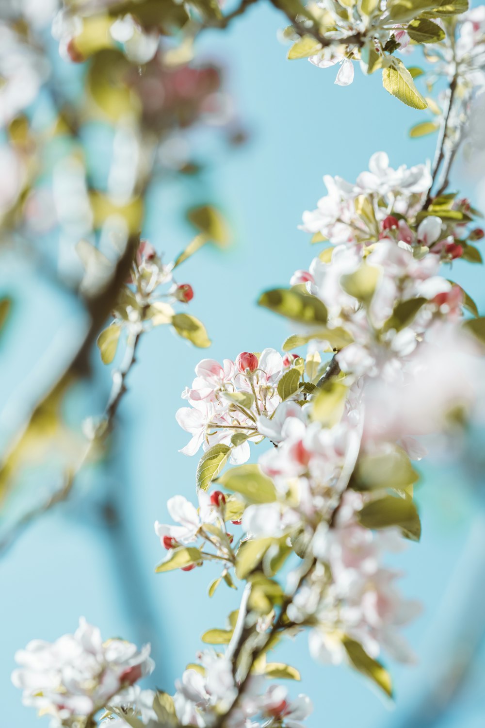 white and pink cherry blossom in close up photography