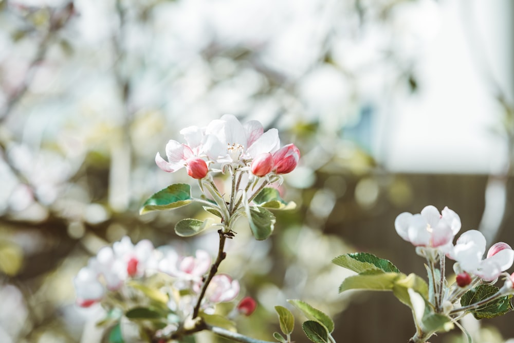 white and pink cherry blossom in close up photography