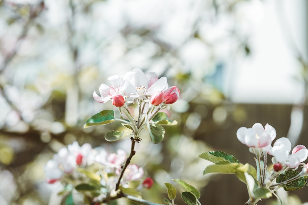 흰색과 분홍색 벚꽃 클로즈업 사진