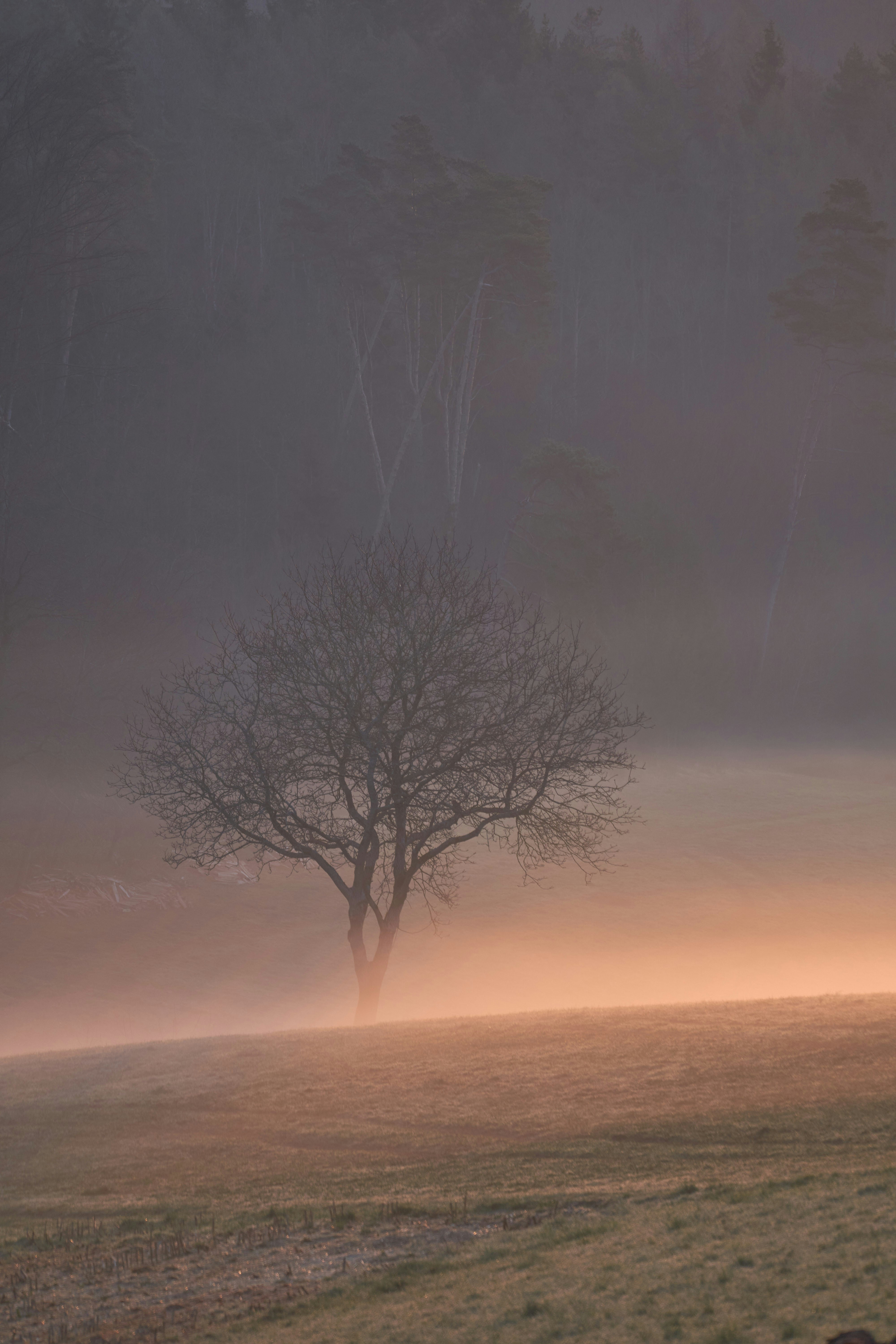 Photo by wolfgang_hasselmann