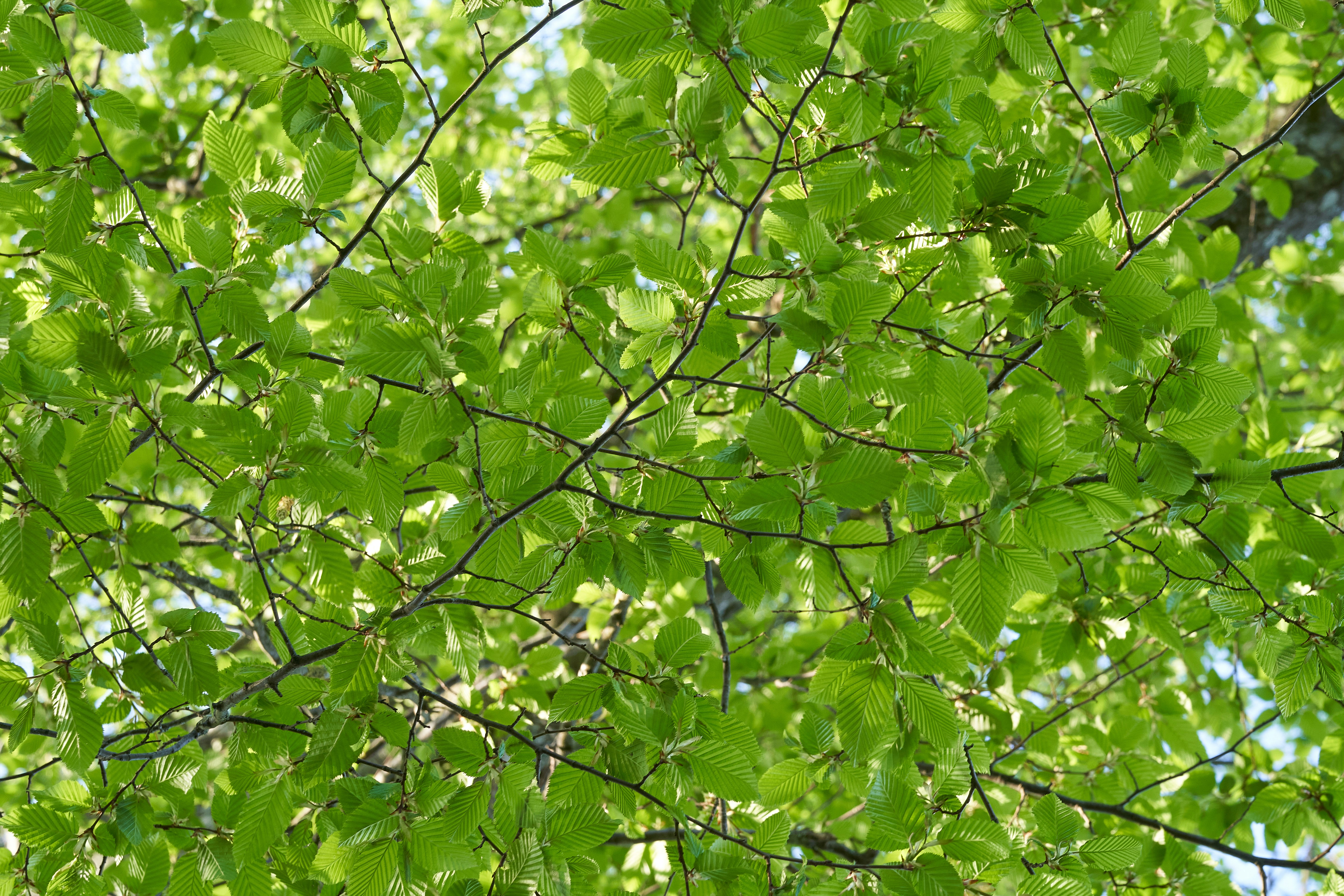 Photo by wolfgang_hasselmann