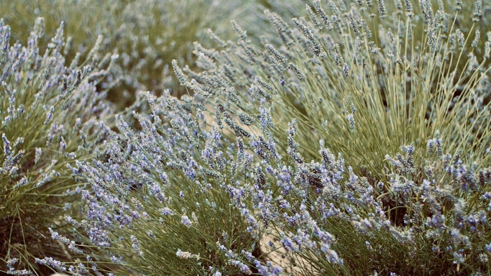 white and green grass during daytime