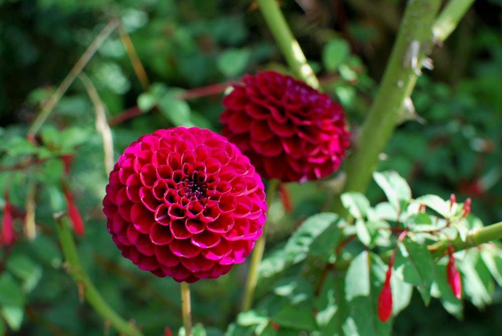 red flower in tilt shift lens