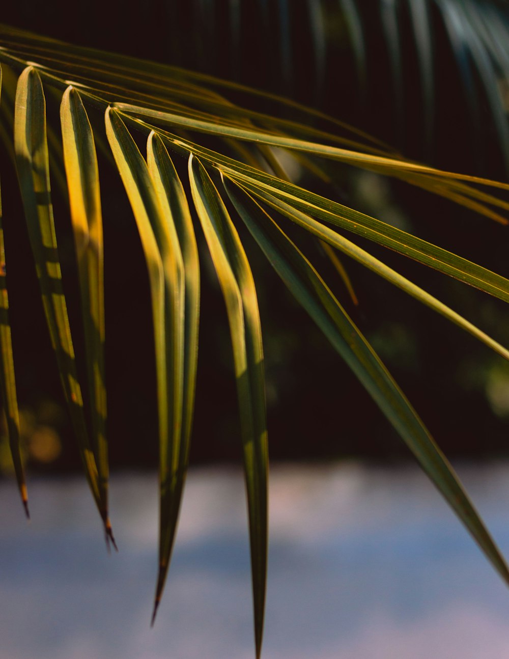 green grass in close up photography