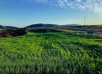 green grass field under blue sky during daytime