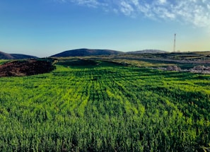 green grass field under blue sky during daytime