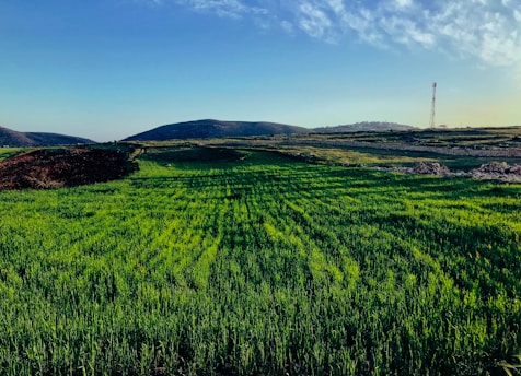 green grass field under blue sky during daytime