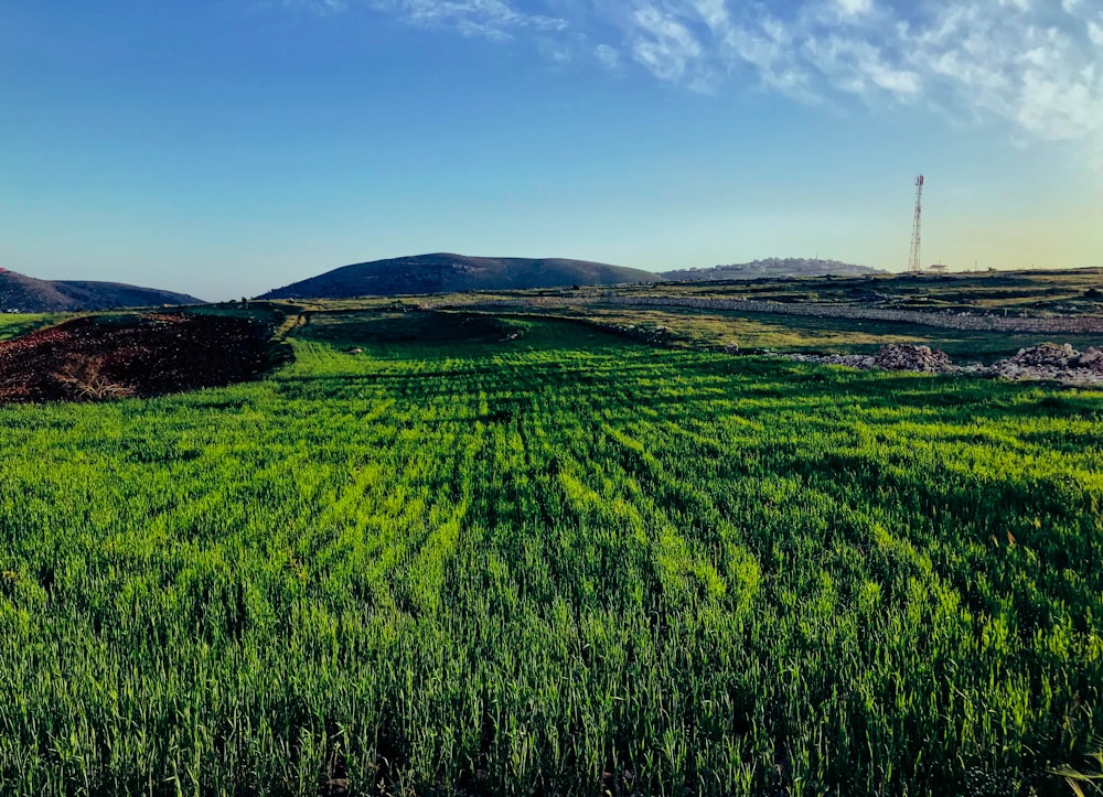 green grass field under blue sky during daytime