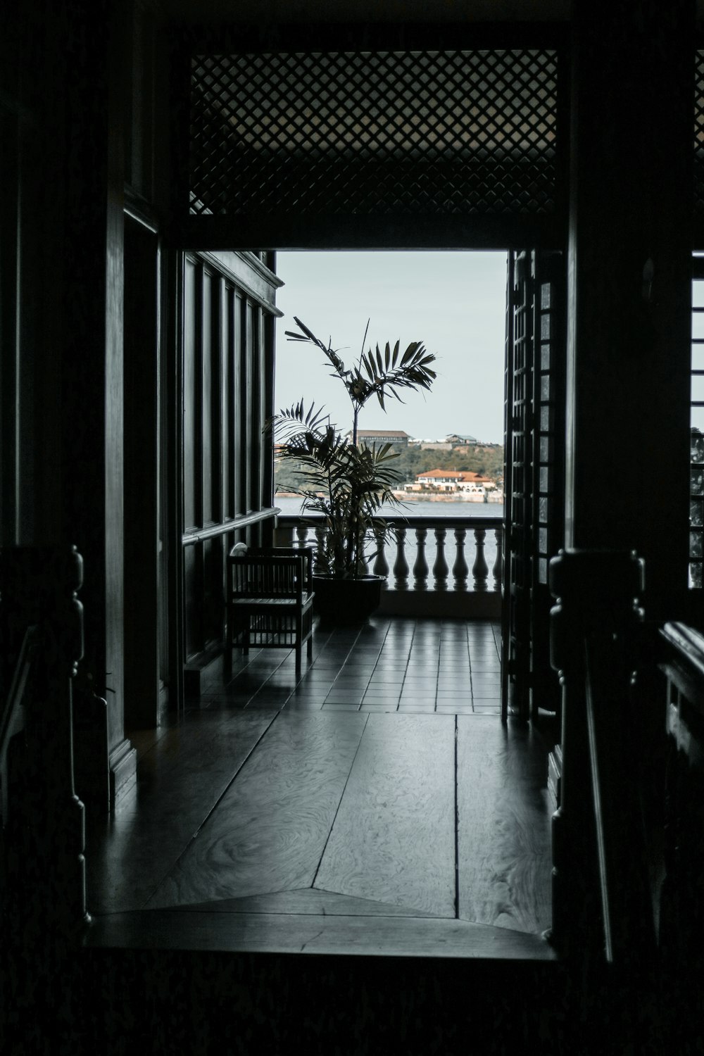 green palm tree near window