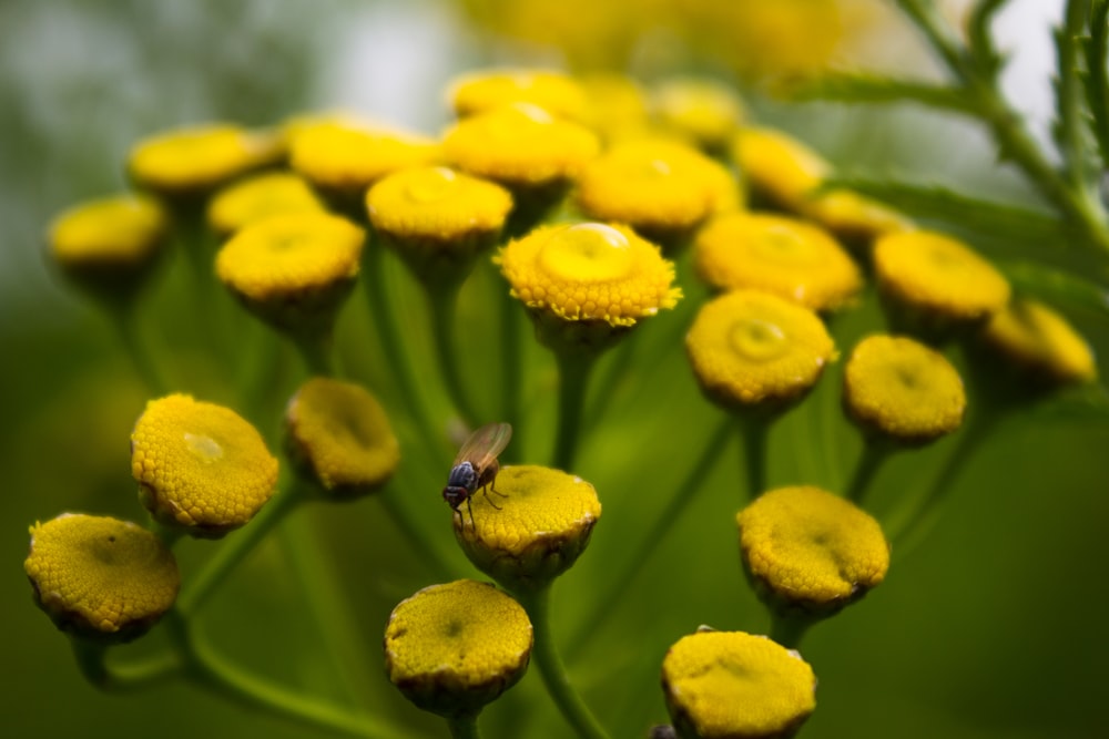 fleur jaune dans l’objectif macro