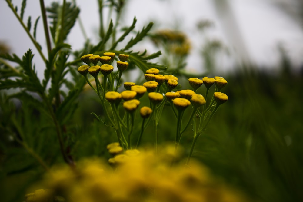 Flores amarillas en lente de cambio de inclinación