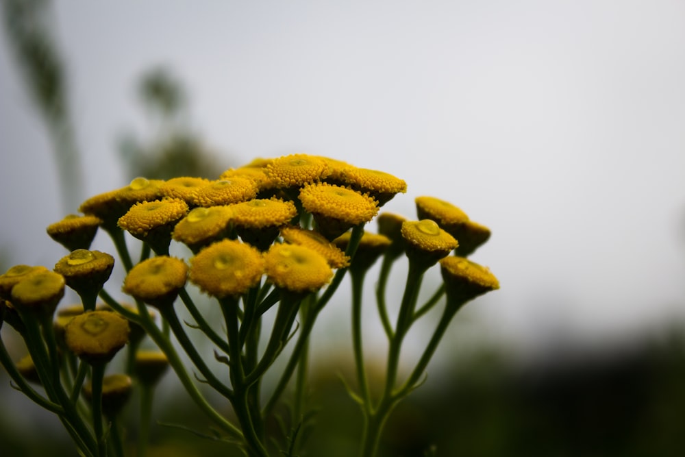 a bunch of yellow flowers with a sky in the background