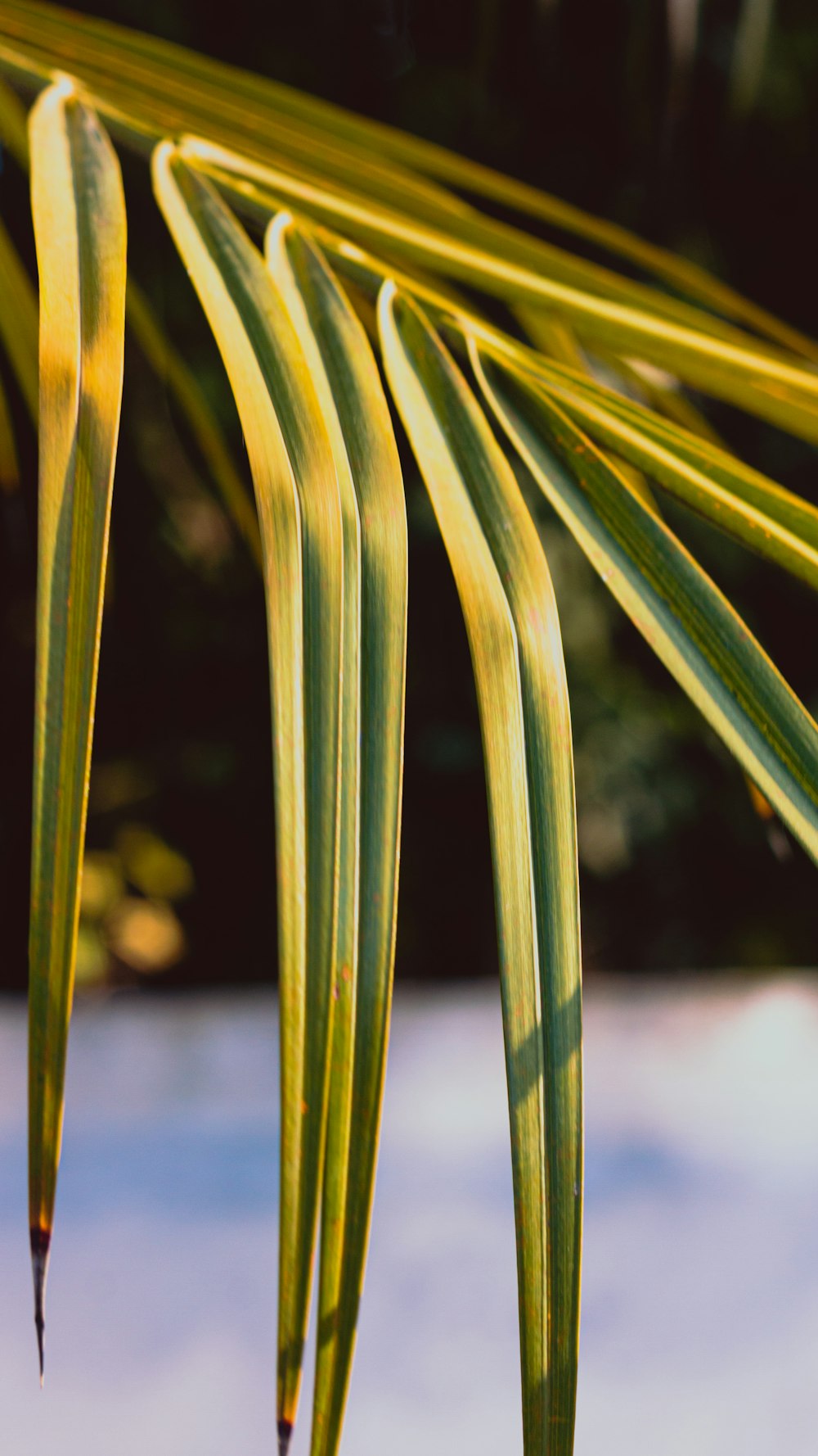 green plant in close up photography