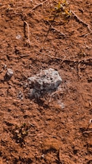 A patch of dry, brown soil featuring a small cluster of rocks surrounded by sparse vegetation. The surface is uneven, with scattered twigs and minimal green plant growth, indicating a rugged and arid environment.