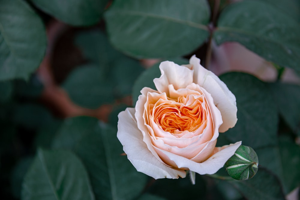 pink rose in bloom during daytime