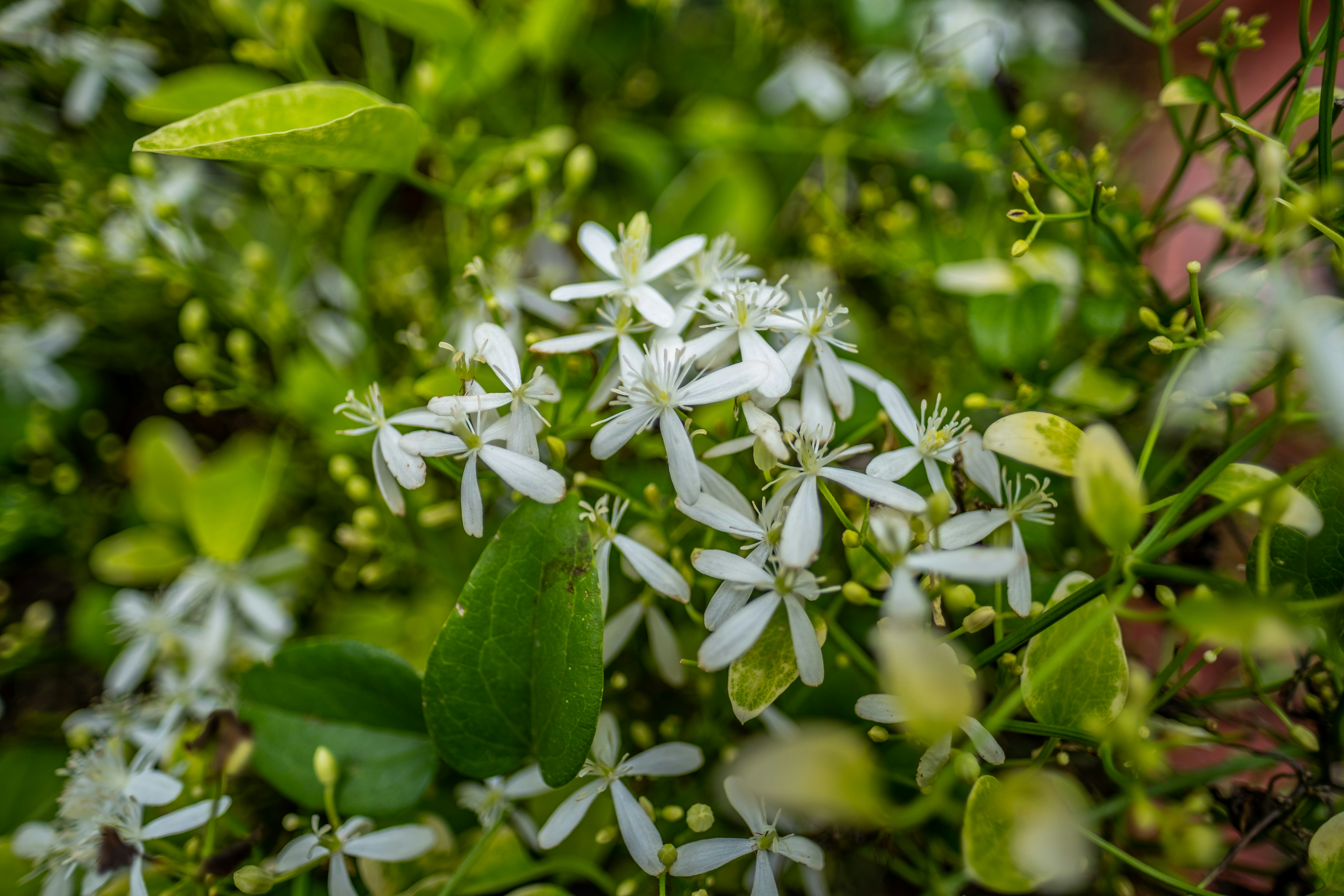white flowers with green leaves