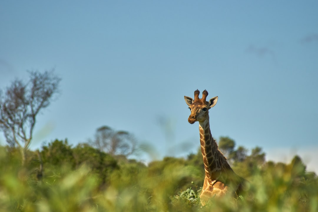 giraffe in green grass field during daytime