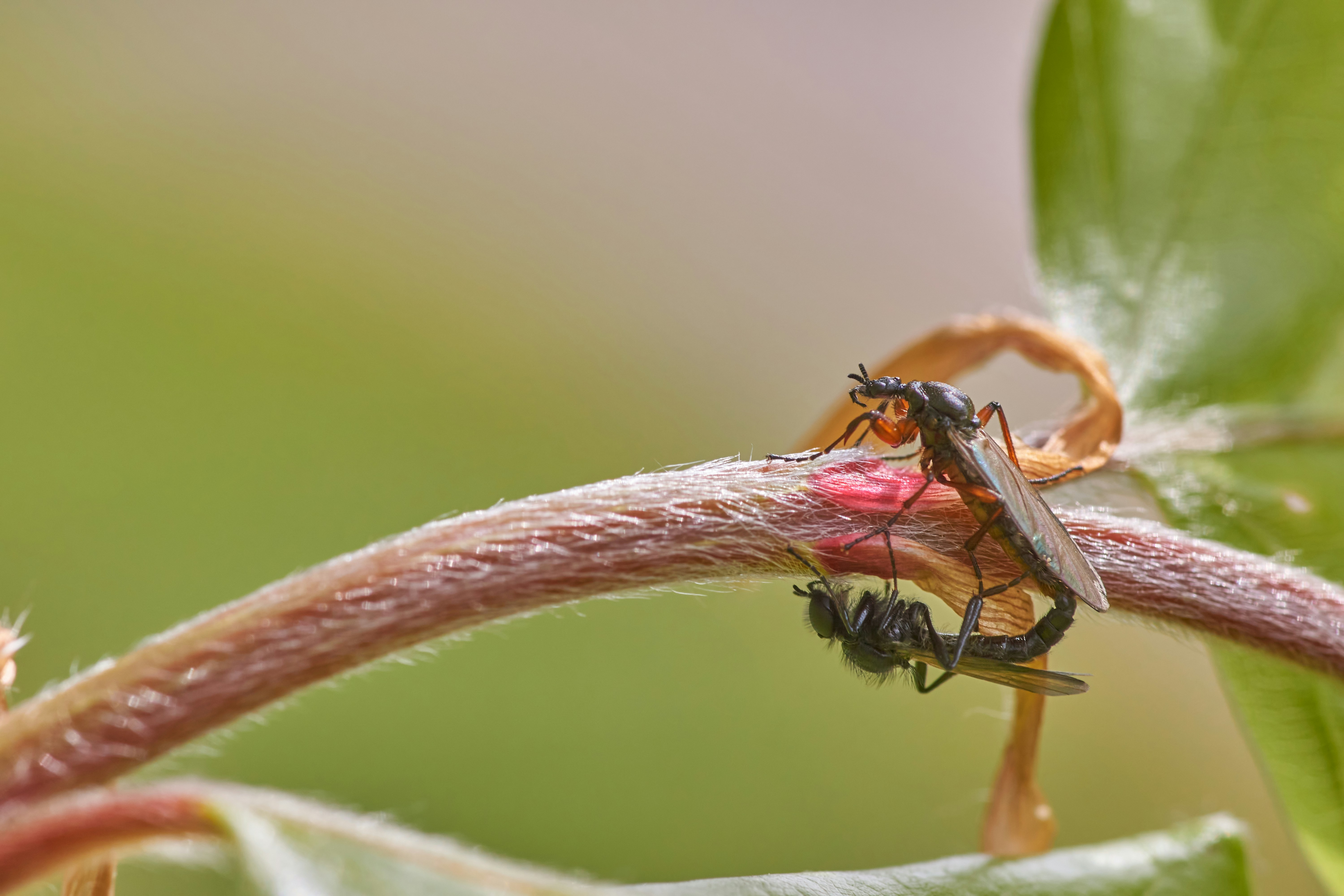 Photo by wolfgang_hasselmann