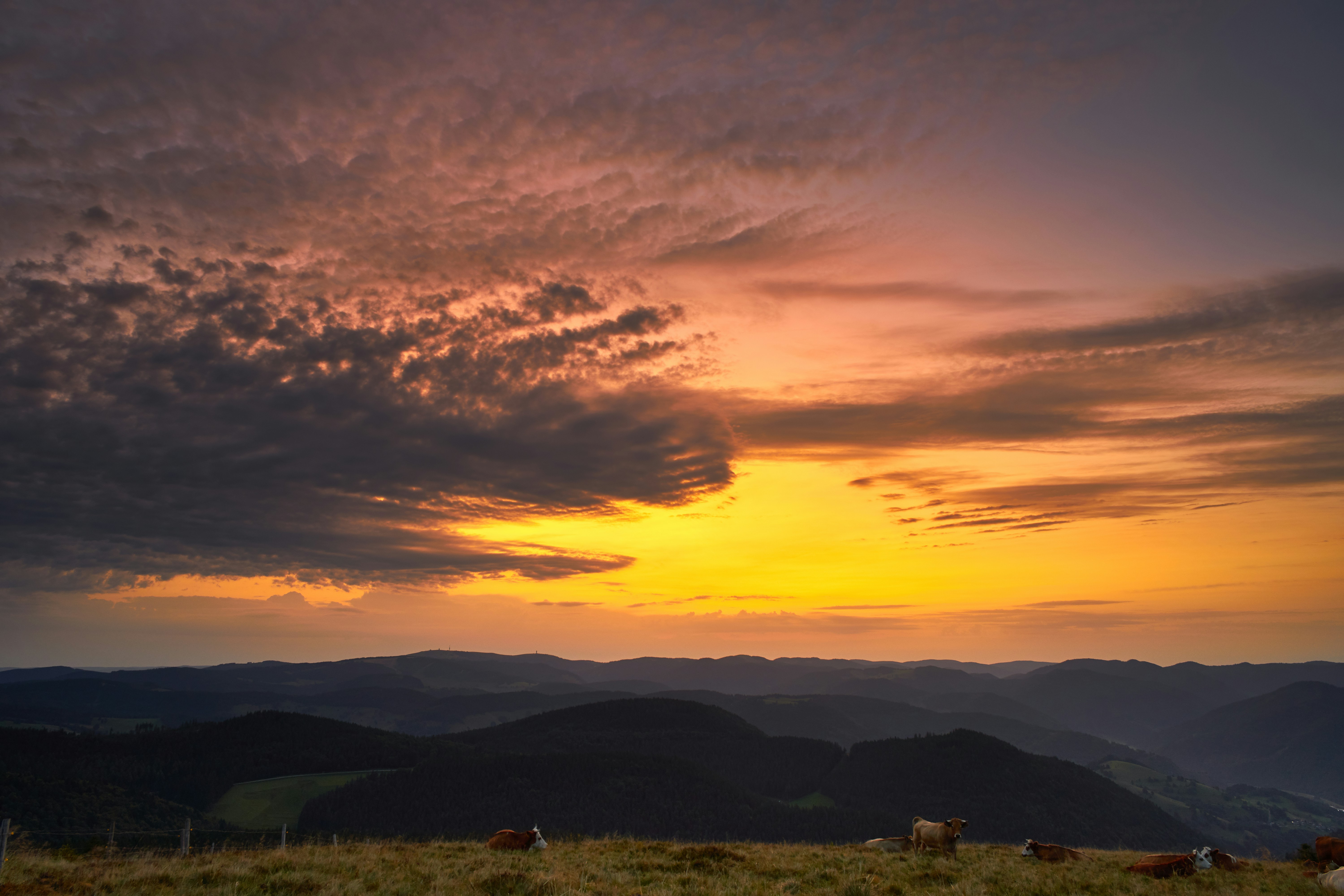 Photo by wolfgang_hasselmann