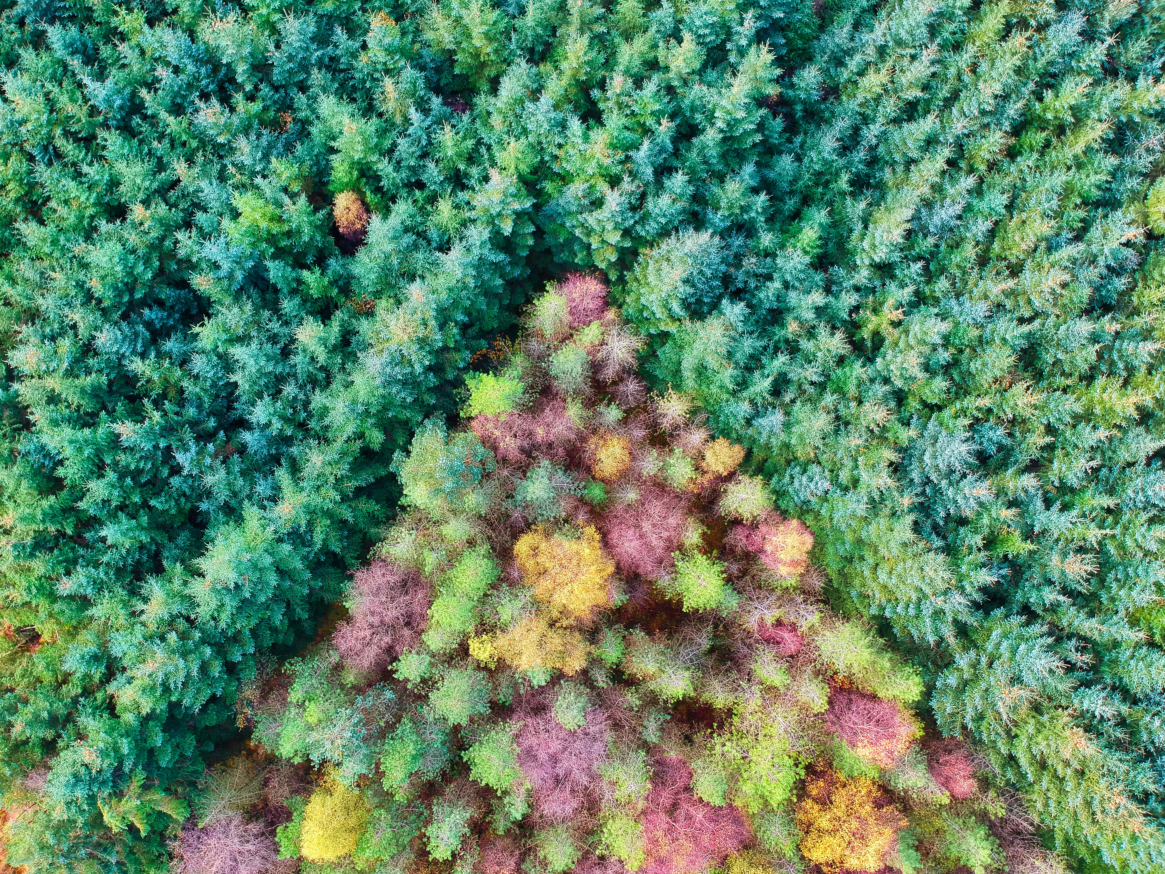 Photo by redzeppelin